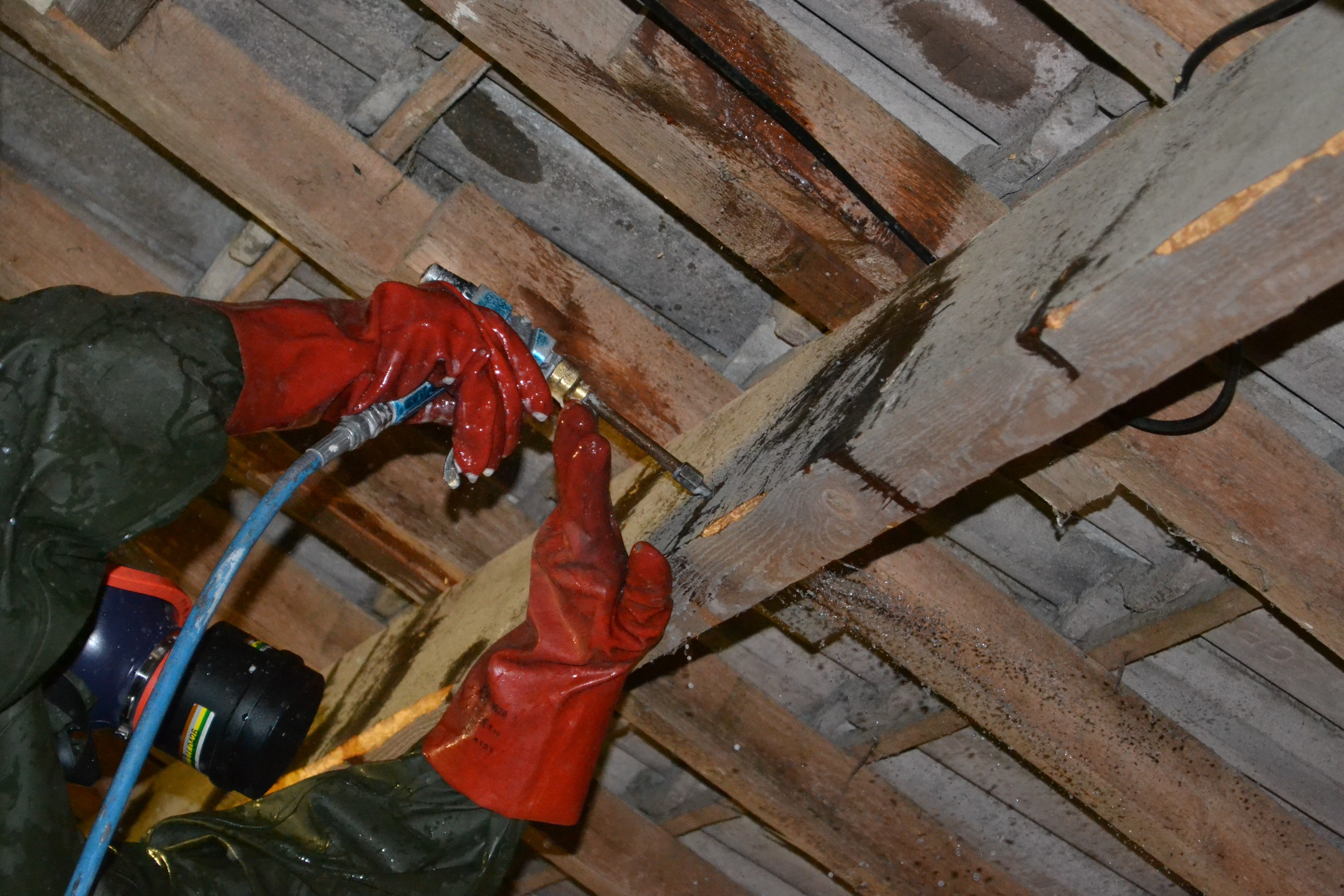 Traitement charpente capricorne