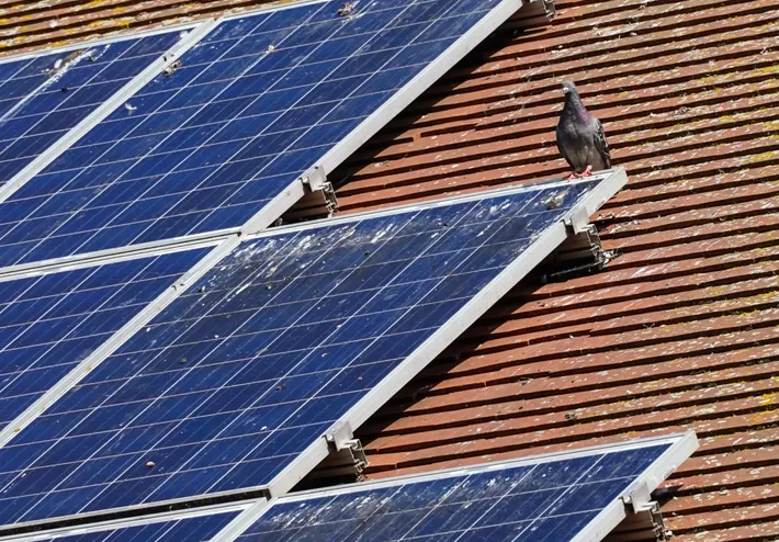 pigeon sur toiture avec panneaux solaire