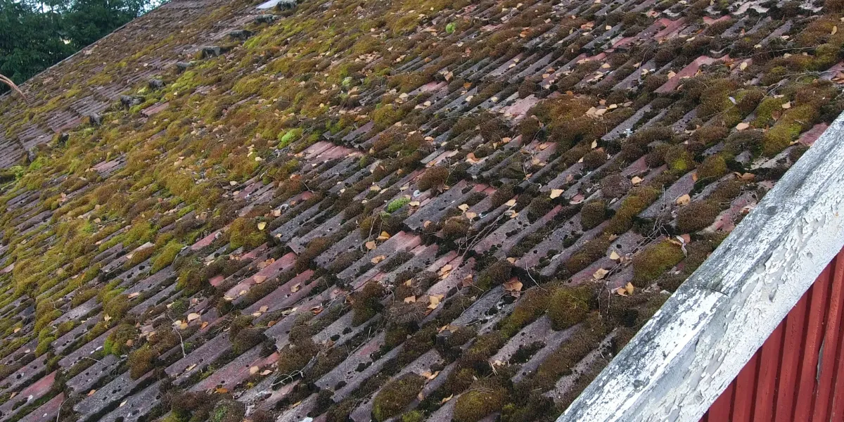 Tuiles de toiture couvertes de mousses, de lichens et de traînées d'algues