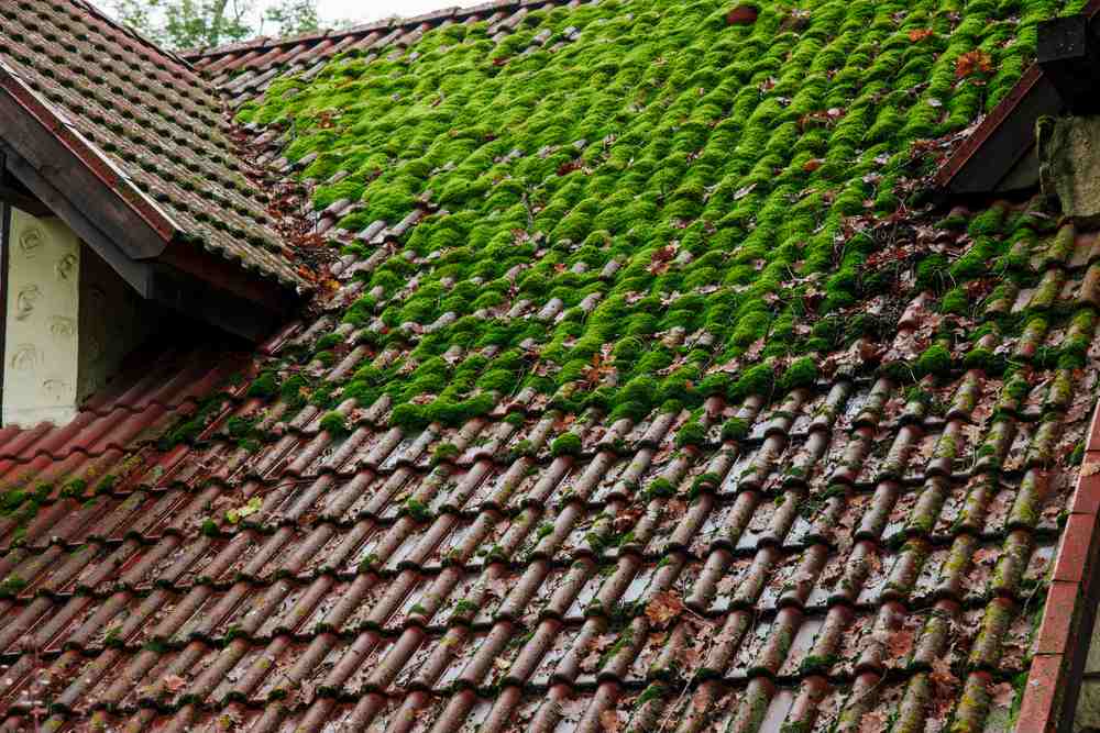 Toiture pleine de mousse et de lichens