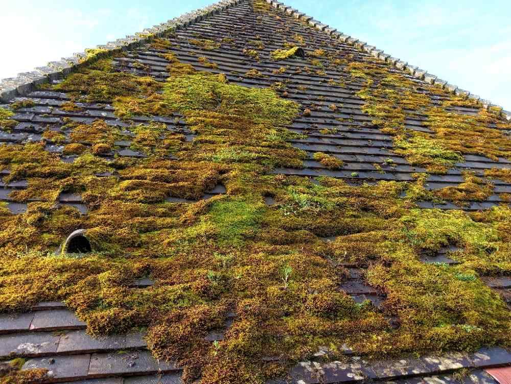 Toiture fortement envahie de mousse et de lichens