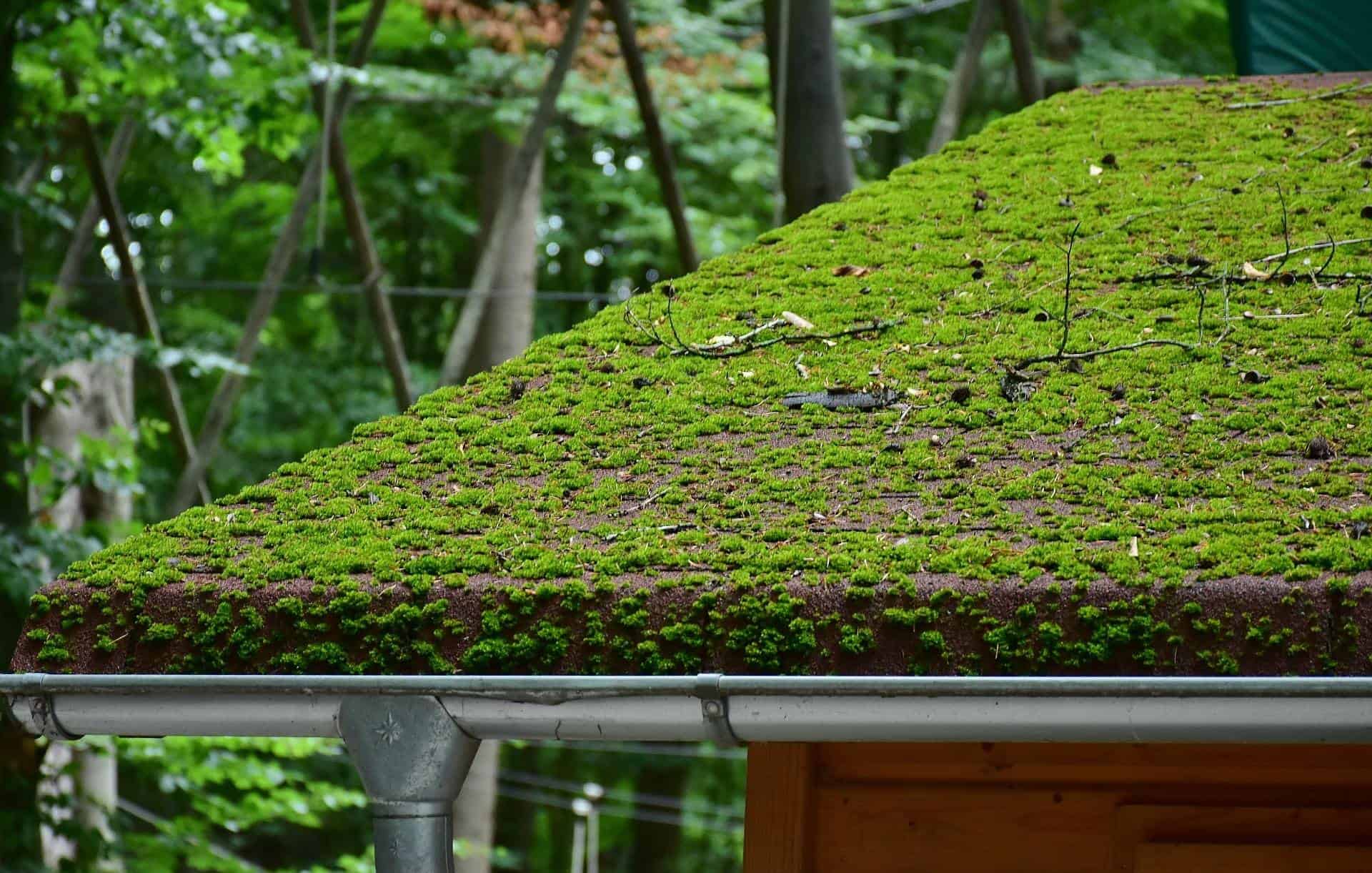 Mousse et lichens sur une toiture